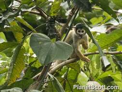 Image of New World monkeys