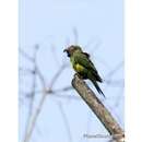 Image of Dusky-headed Parakeet