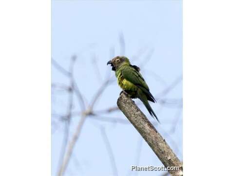 Image de Aratinga Spix 1824