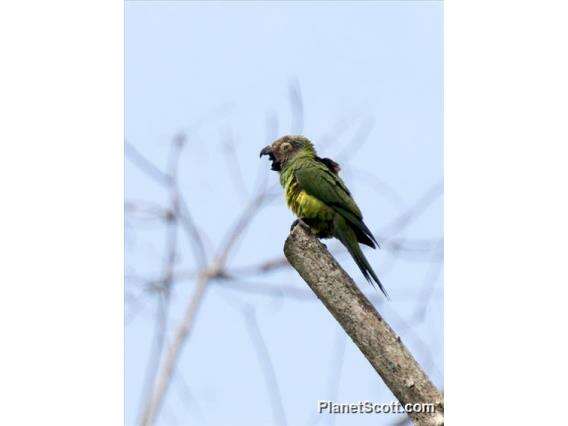 Image of Aratinga Spix 1824