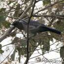 Imagem de Cyanocorax violaceus Du Bus de Gisignies 1847