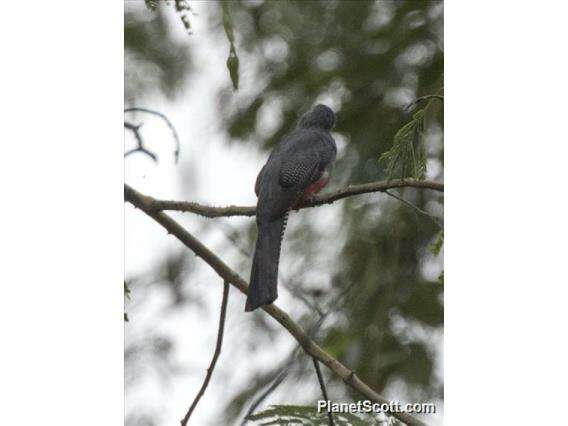 Image of Trogon Brisson 1760