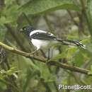 Image of Magpie Tanager