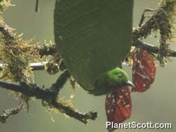 صورة Chlorochrysa Bonaparte 1851