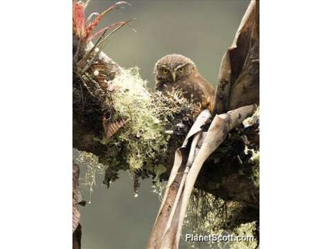 Plancia ëd Glaucidium bolivianum König & C 1991