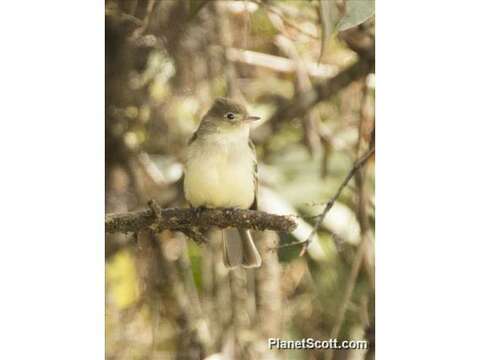 Image de Elaenia Sundevall 1836