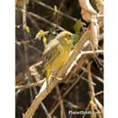 Image of Greenish Yellow Finch
