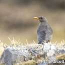 Imagem de Turdus chiguanco d'Orbigny & Lafresnaye 1837