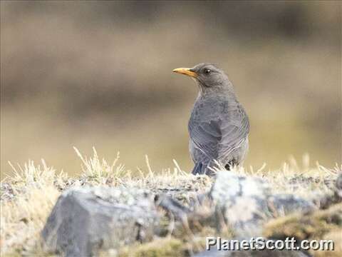 Imagem de Turdus chiguanco d'Orbigny & Lafresnaye 1837