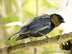 Image of Silvery Tanager