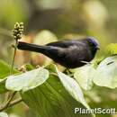 Image of Capped Conebill