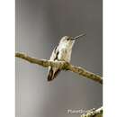 Image of White-bellied Hummingbird