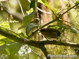 Image of Typical Seedeaters and Seed Finches
