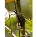 Image of Ocellated Piculet