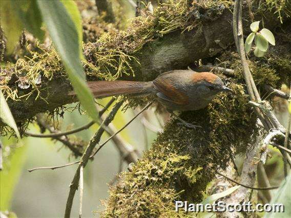 Image of Spinetails