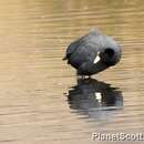 Image of Andean Coot