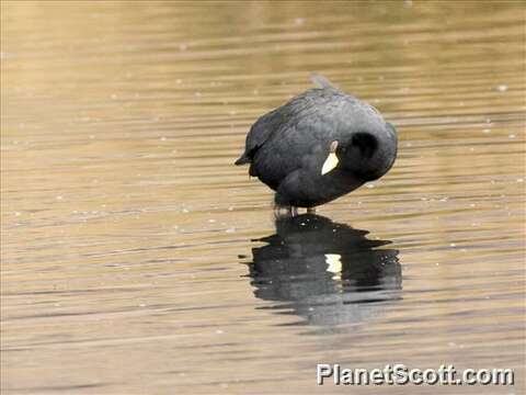 Image of Fulica Linnaeus 1758