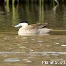 Image of Puna Teal