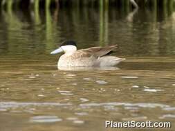 Image of Puna Teal