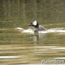 Image of White-tufted Grebe