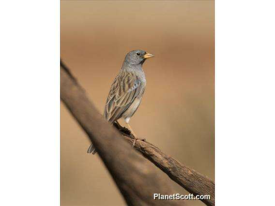 Image of Sierra finches