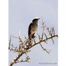 Image of White-browed Chat-Tyrant