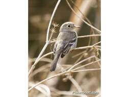 Image of Empidonax Cabanis 1855