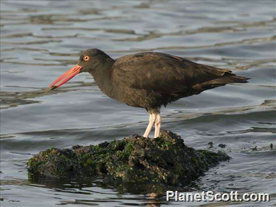 Image of oystercatchers