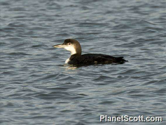 Image of loons