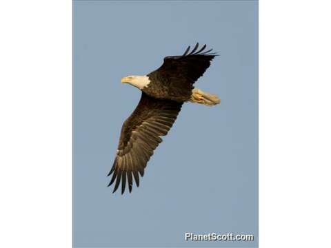 Image of Sea eagles