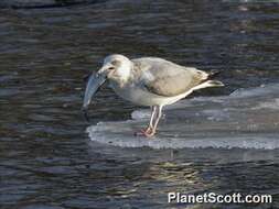 Image of Larus Linnaeus 1758