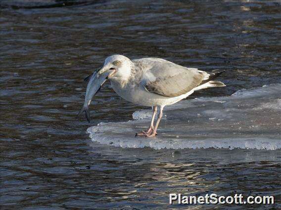 Image of Larus Linnaeus 1758