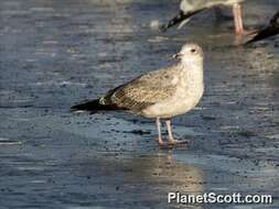 Image of Larus Linnaeus 1758