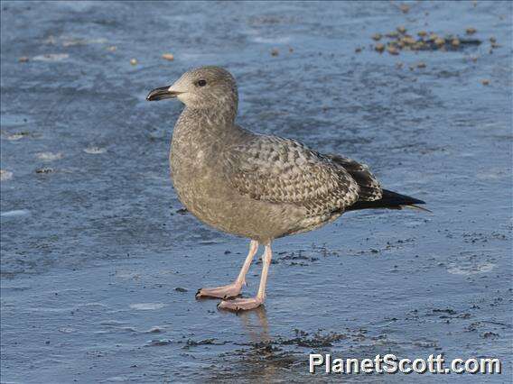 Image of Larus Linnaeus 1758