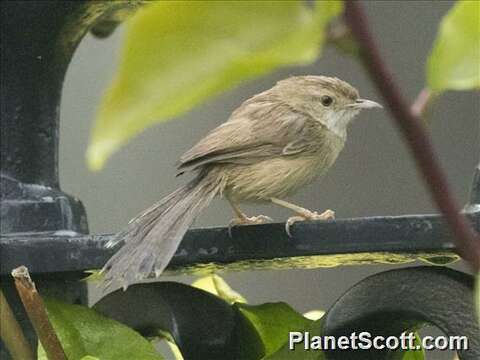 Plancia ëd Prinia Horsfield 1821