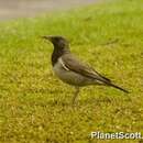 Image of Black-throated Thrush