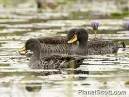 Image of Yellow-billed Duck