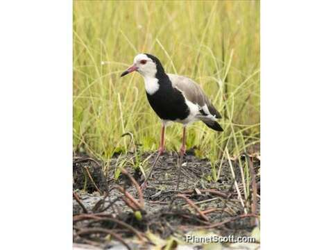 Image of Long-toed Lapwing