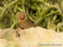Image of Dwarf mongooses