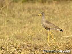 Image of Lapwing