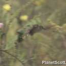 Image of Trilling Cisticola