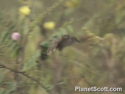 Image of Cisticola Kaup 1829