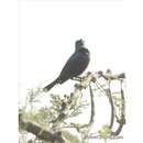 Image of Splendid Starling