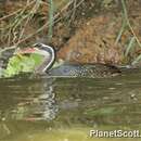 Image of African Finfoot