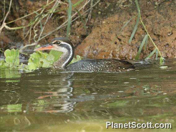 Image of sungrebes