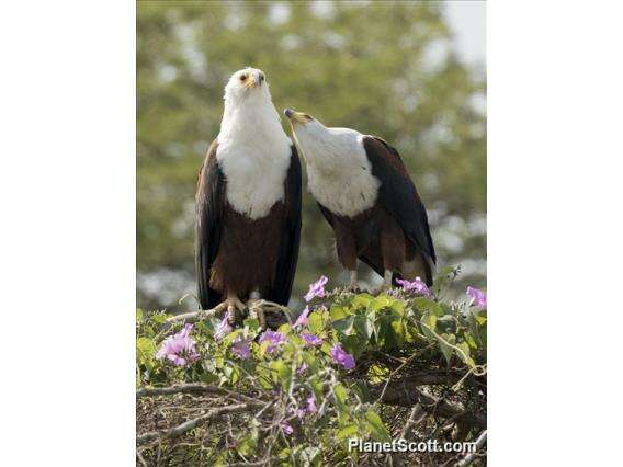 Image of Sea eagles