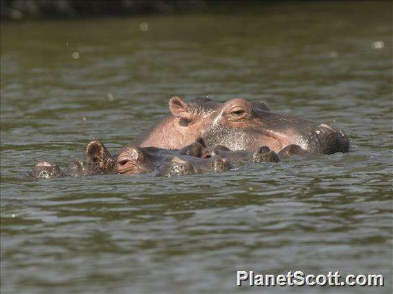 Image of Common Hippopotamus