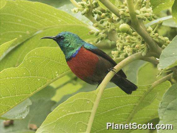 Image of Northern Double-collared Sunbird