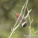 Image of Black-headed Waxbill