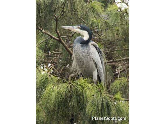 Image of Ardea Linnaeus 1758